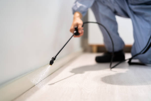 Licensed Ant Control service in Solano County County, CA - Nex Pest Control